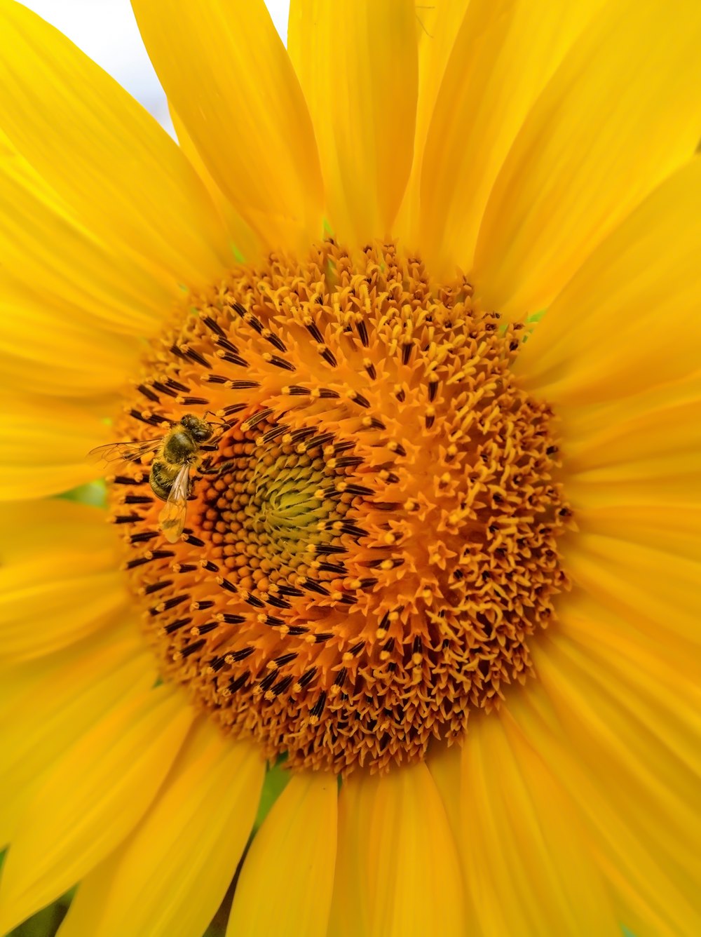 um grande girassol amarelo com uma abelha sobre ele