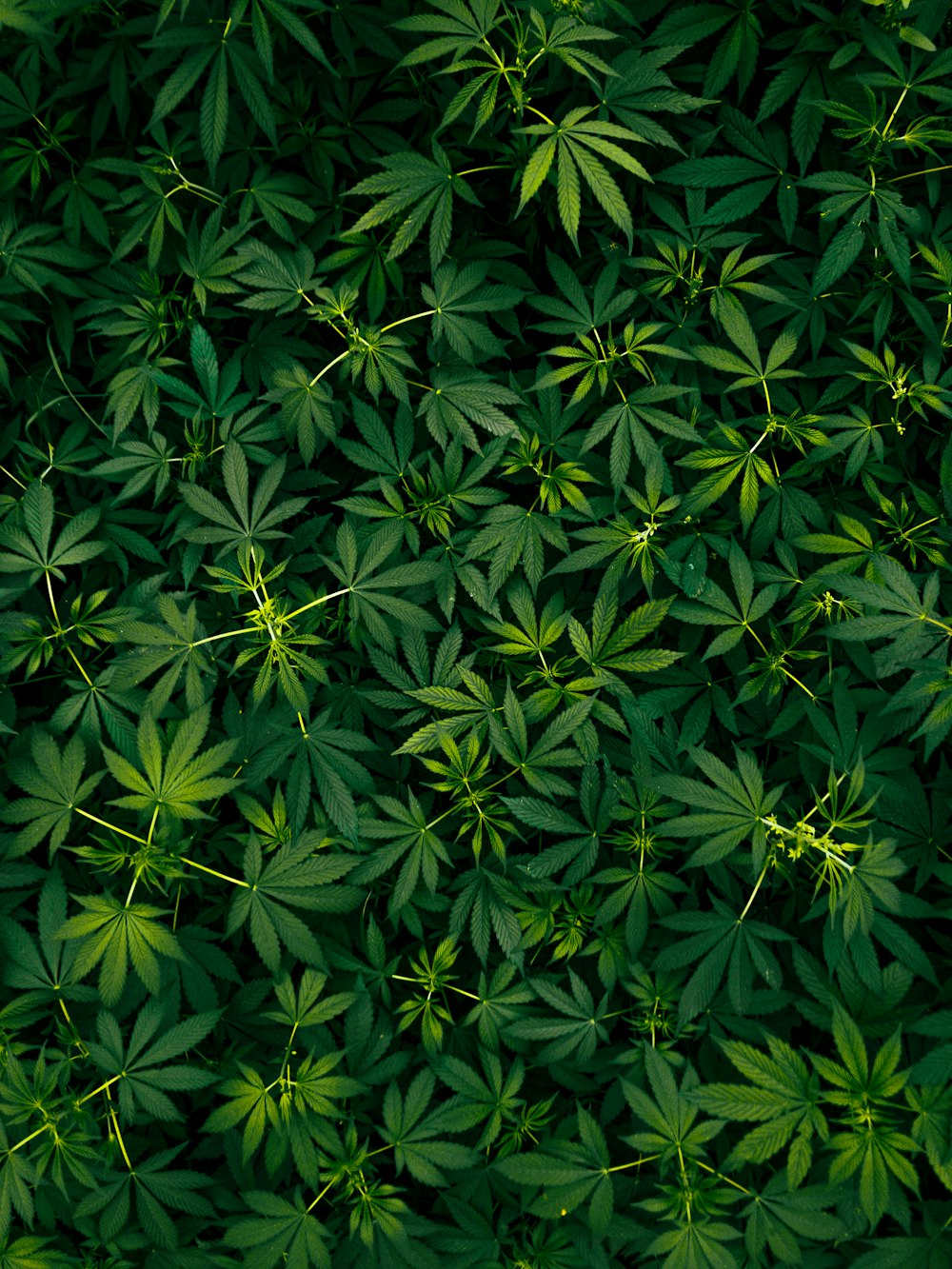 a large group of green leaves covering the ground