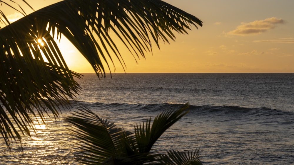 the sun is setting over the ocean with a palm tree in the foreground