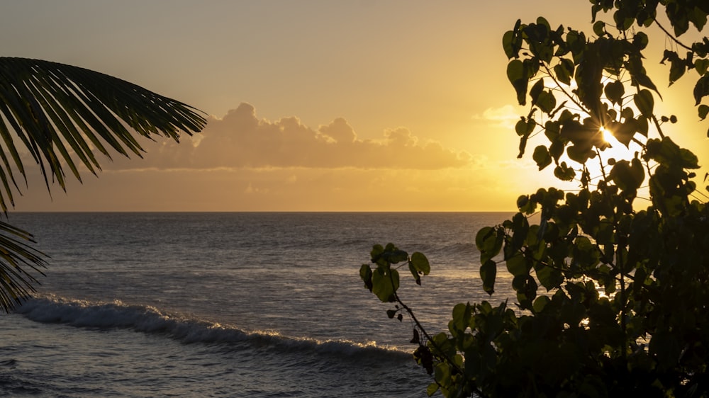 the sun is setting over the ocean with a palm tree in the foreground