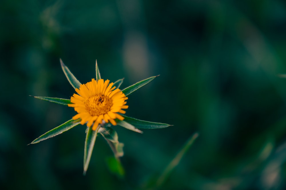 a yellow flower with green leaves in the background