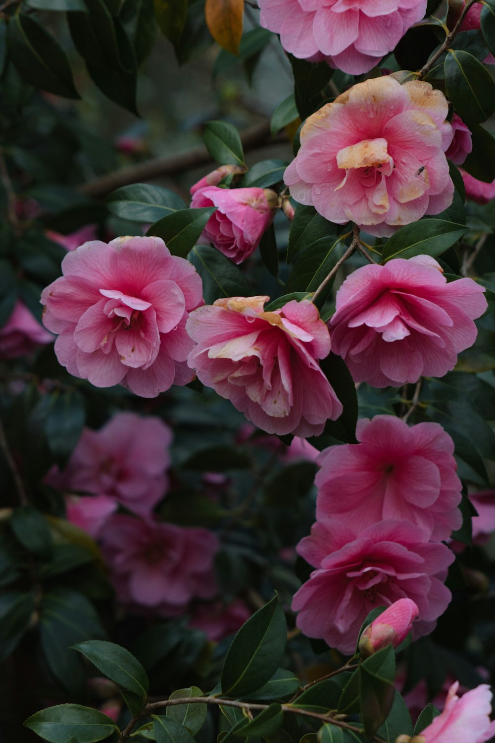 a bush of pink flowers with green leaves