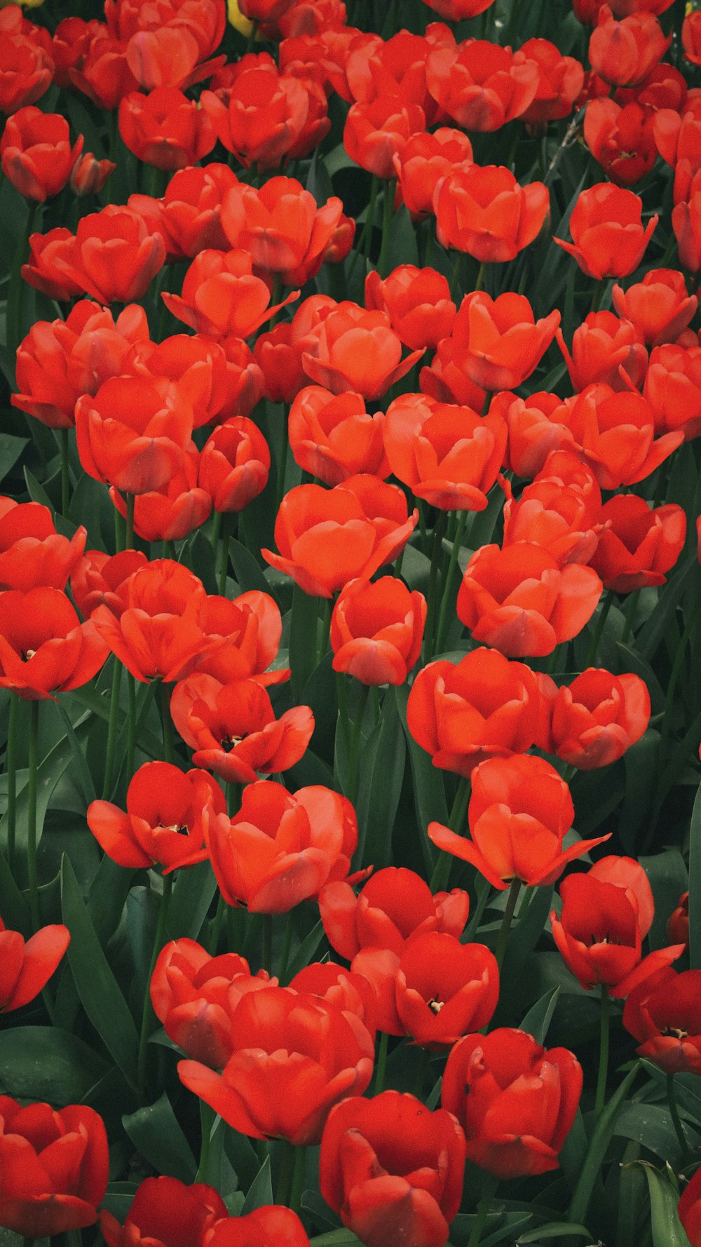 a field of red tulips in full bloom