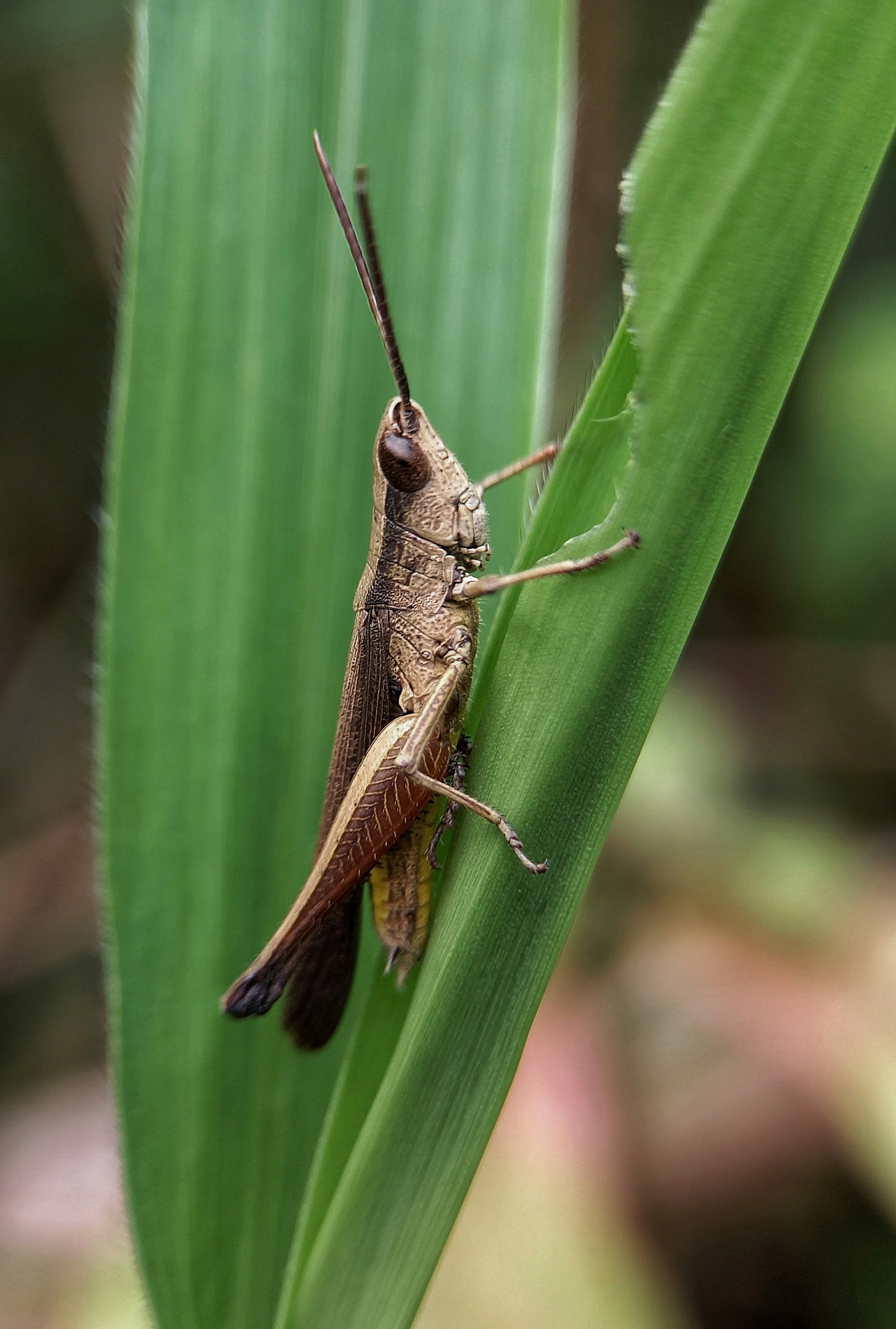 a close up of a bug on a leaf