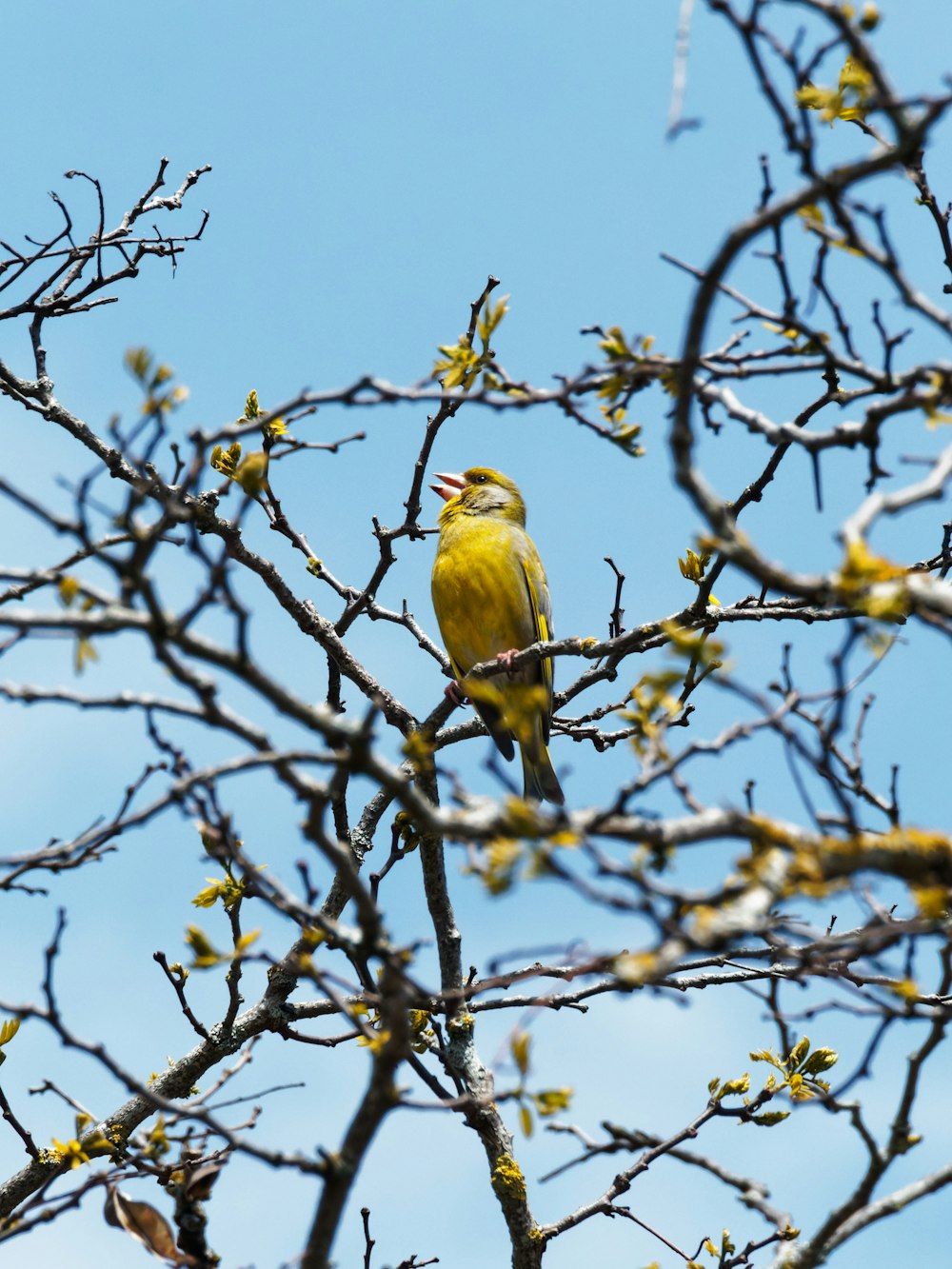 a small yellow bird perched on a tree branch