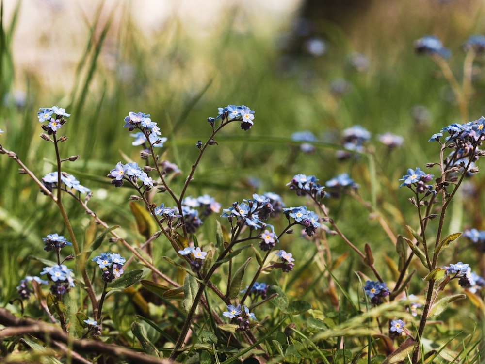 small blue flowers are growing in the grass