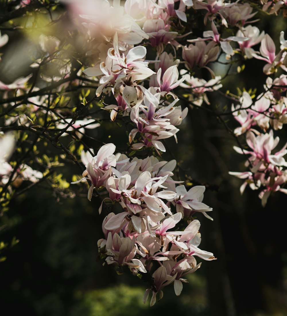 a bunch of flowers that are on a tree