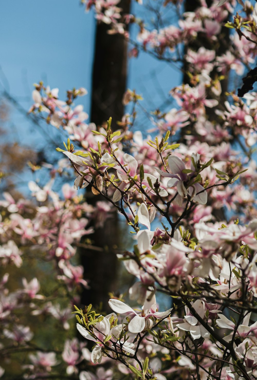 a close up of a tree with pink flowers