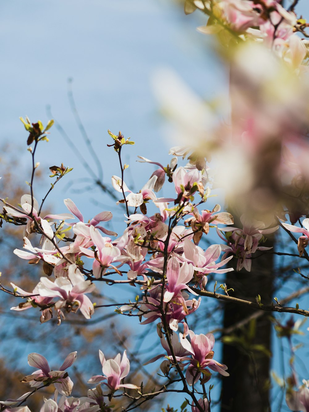 a branch of a tree with pink flowers