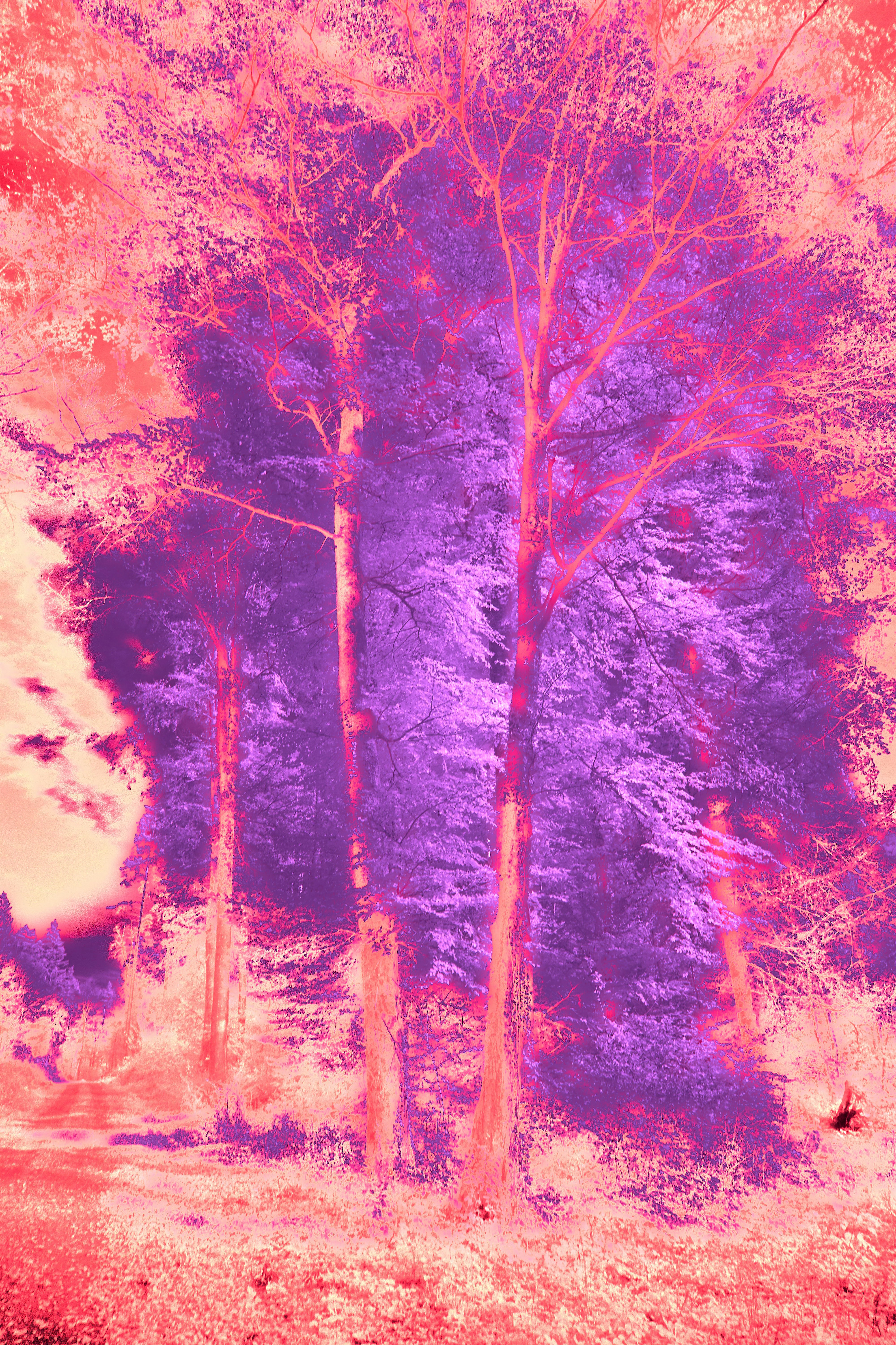 Photo by wolfgang_hasselmann