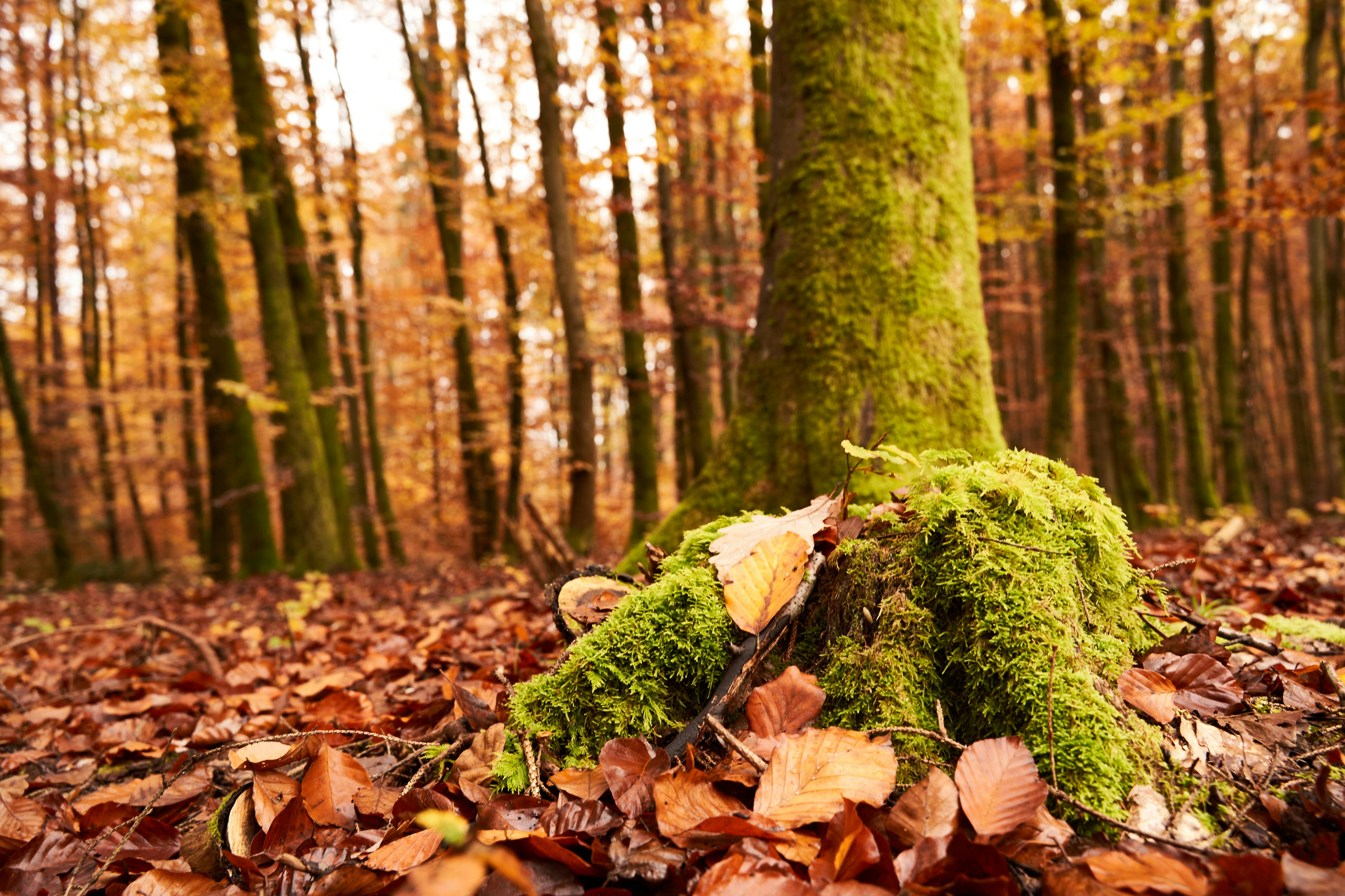 Photo by wolfgang_hasselmann