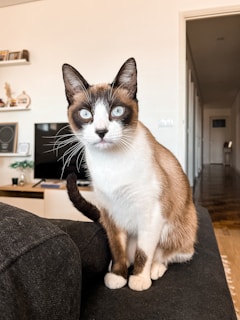 Chat siamois aux yeux bleus assis sur un canapé gris foncé dans un salon épuré et lumineux