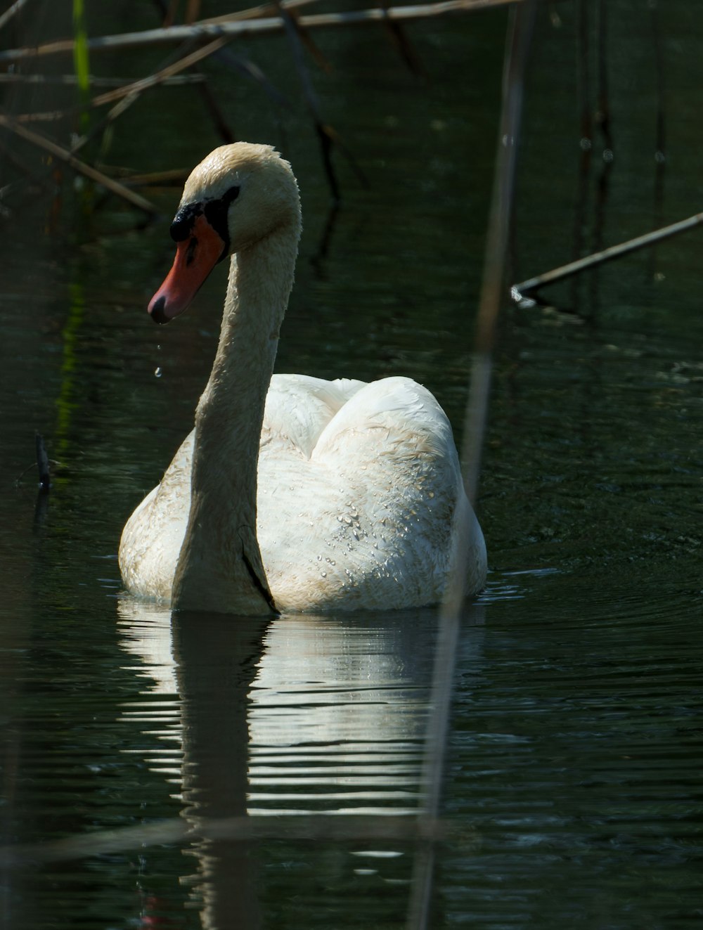 a white swan floating on top of a body of water