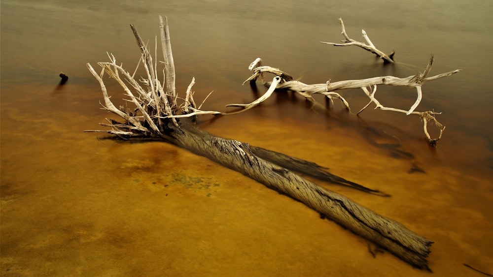 a fallen tree in a body of water