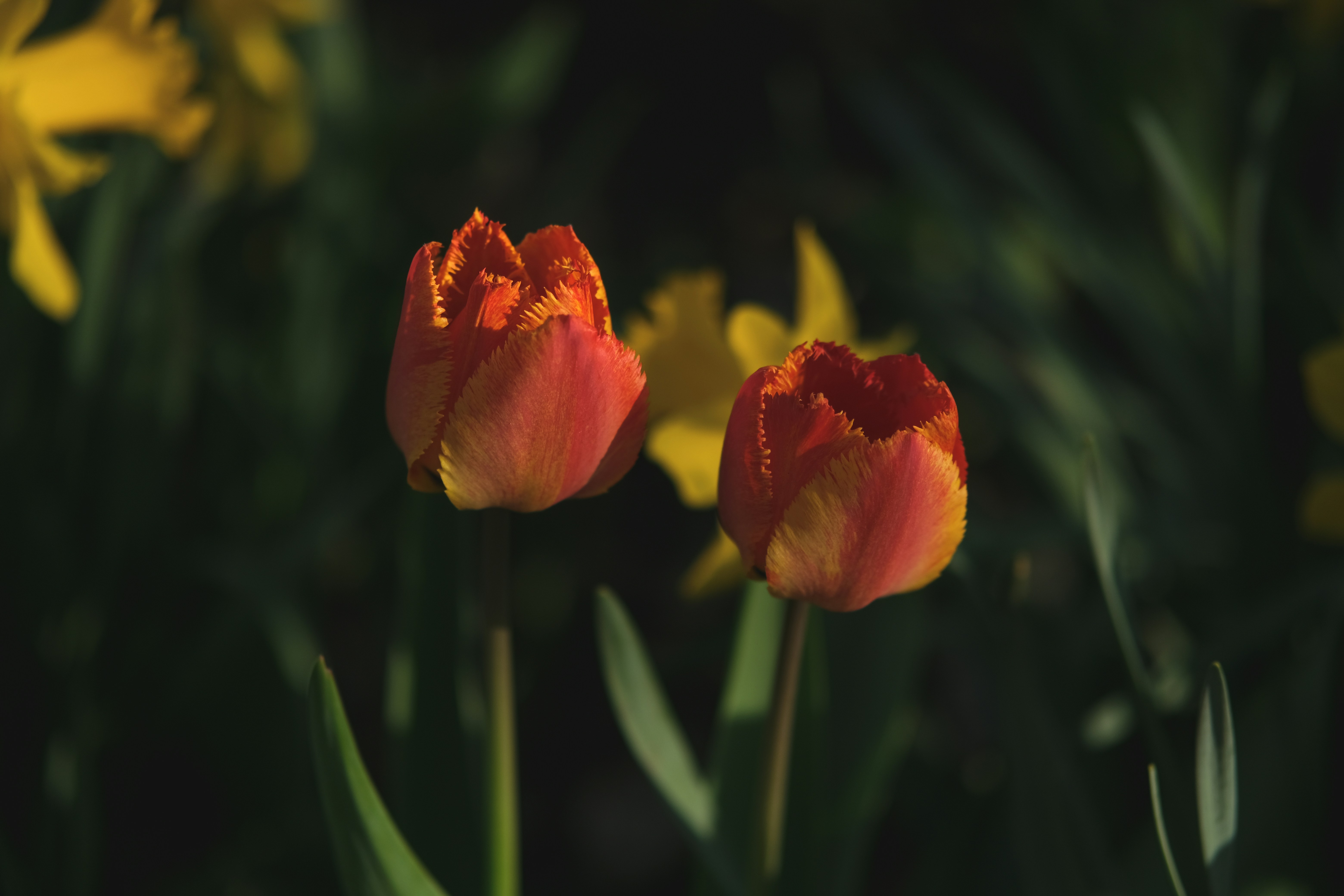 Photo by rolig_basseng