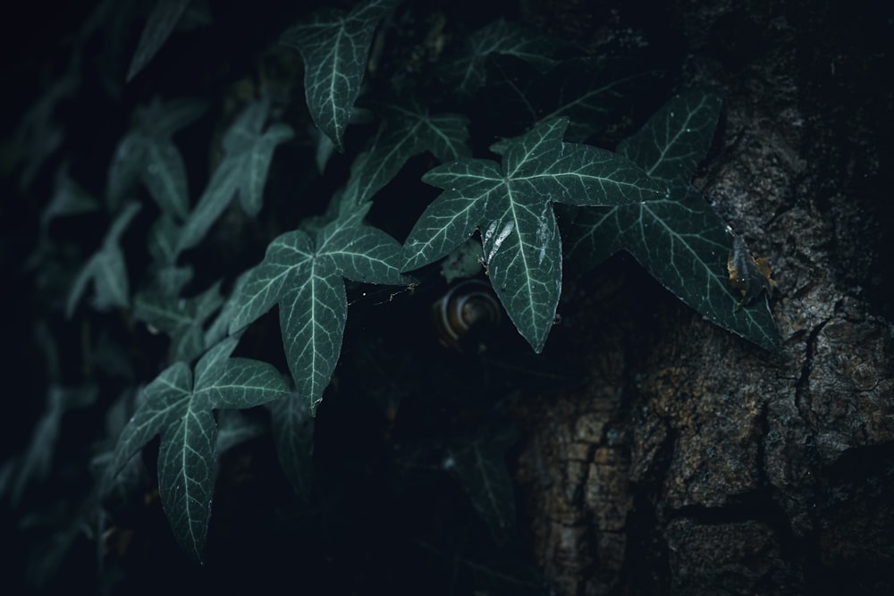 a close up of leaves on a tree