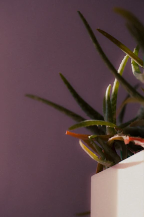Fresh aloe vera leaves next to a soothing gel container for skin care.
