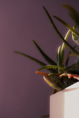 A close-up shot of aloe vera leaves with pointed tips emerging from a white rectangular pot. The background is softly blurred in shades of purple, creating a contrast with the vibrant green of the plant.