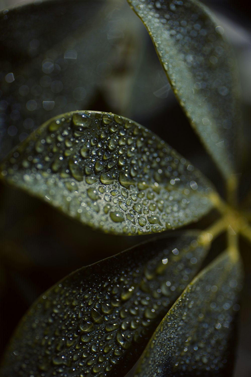 a close up of a leaf with water droplets on it