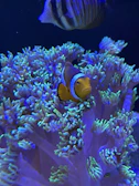 Close-up of a bright orange clownfish swimming among sea anemones.
