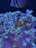 A clownfish with orange and white stripes swims among vibrant sea anemones, surrounded by a deep blue aquatic environment. Another fish with black and white stripes appears near the top of the image.