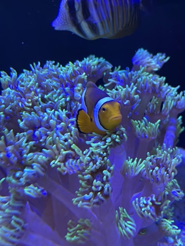 Close-up of a bright orange clownfish swimming among sea anemones.