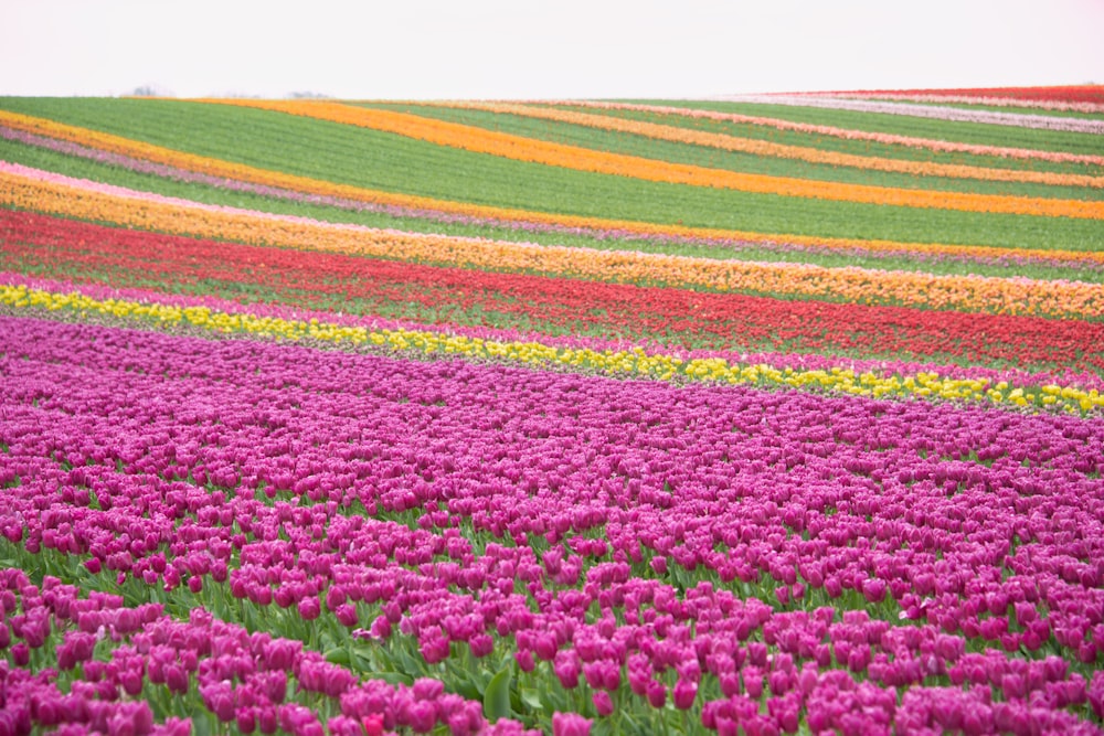 a field full of purple and yellow flowers