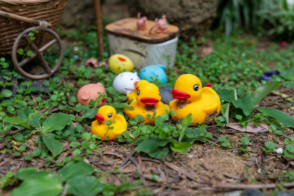 a group of rubber ducks sitting in the grass