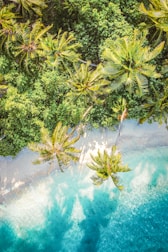 Aerial view of a tropical paradise featuring lush green palm trees lining a pristine white sandy beach. Crystal clear turquoise waters gently lap at the shoreline, casting palm tree shadows on the sand. The dense foliage creates a vibrant, untouched natural scene.