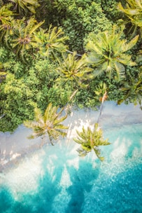 Aerial view of a tropical paradise featuring lush green palm trees lining a pristine white sandy beach. Crystal clear turquoise waters gently lap at the shoreline, casting palm tree shadows on the sand. The dense foliage creates a vibrant, untouched natural scene.