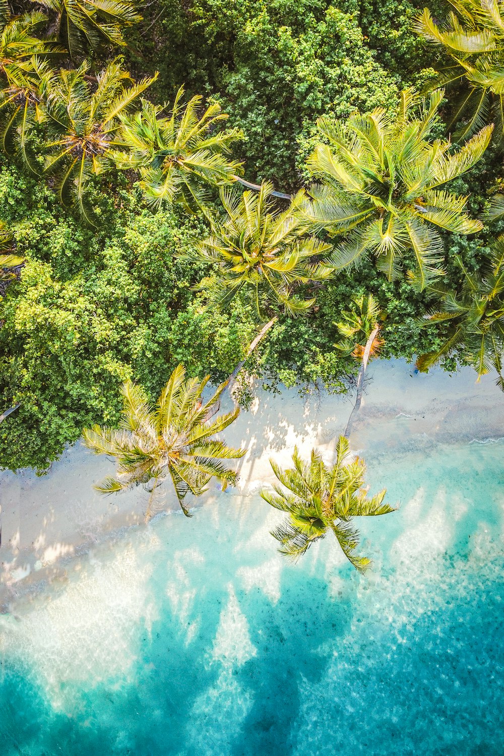 an aerial view of a tropical beach with palm trees