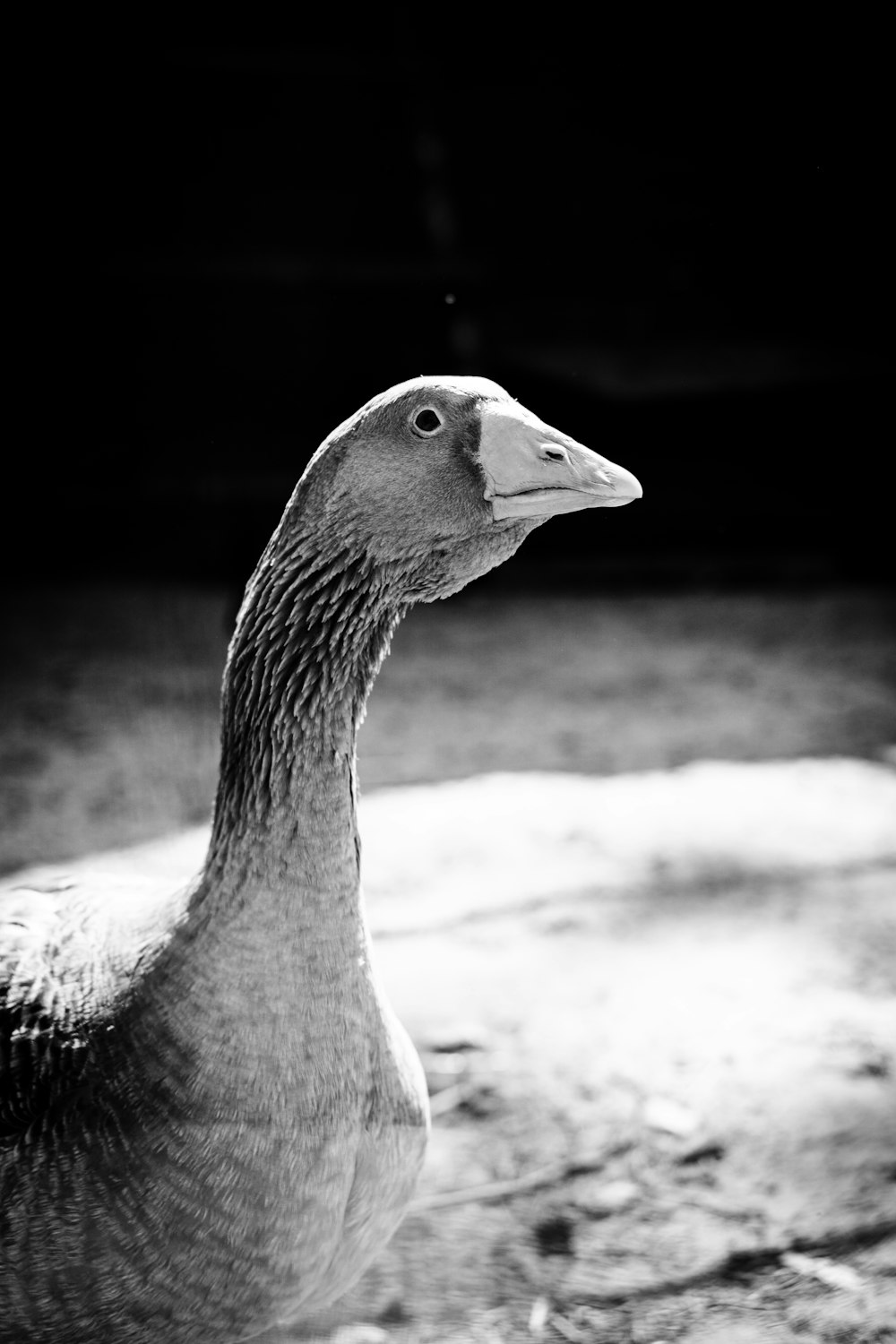 a black and white photo of a duck