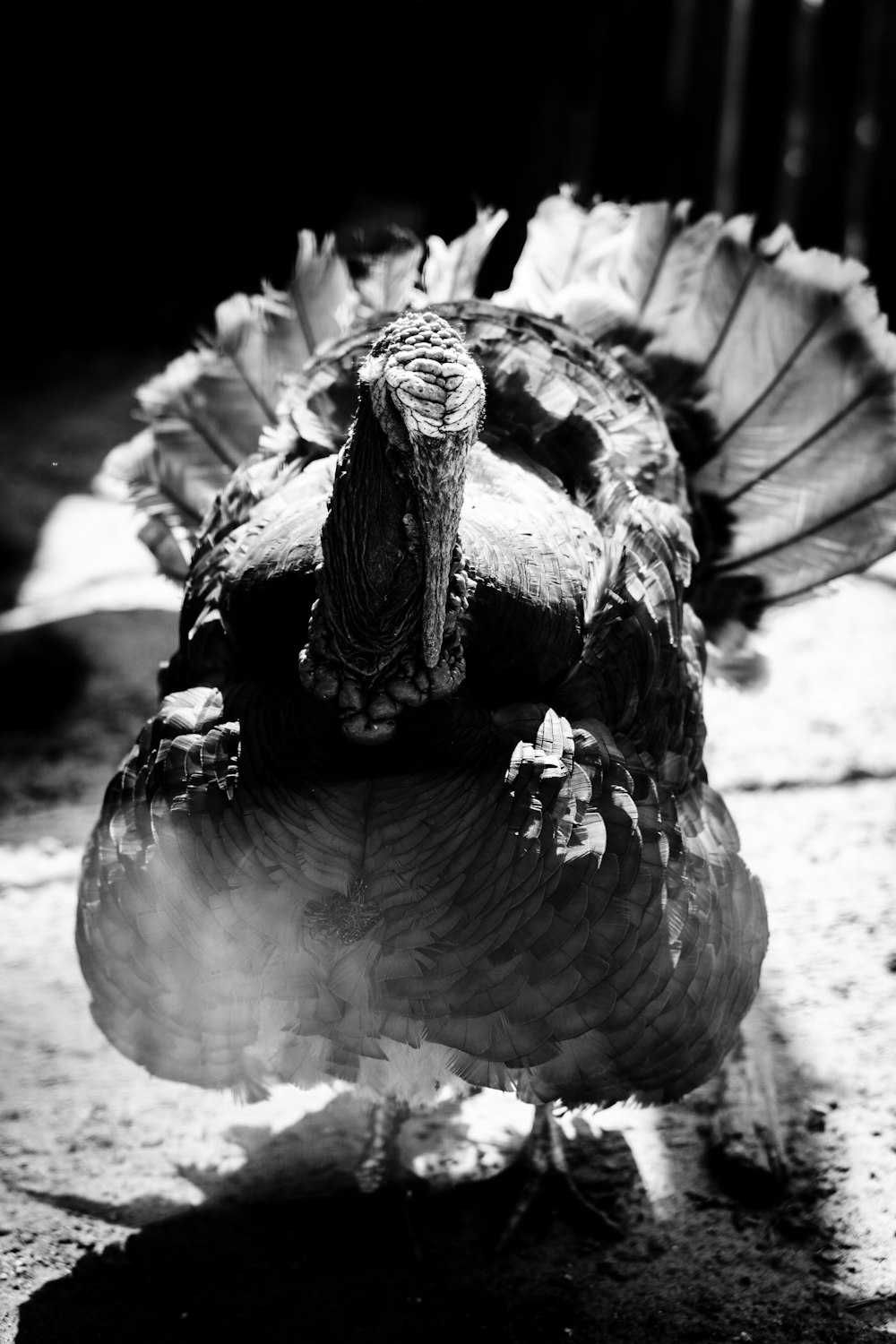 a black and white photo of a turkey