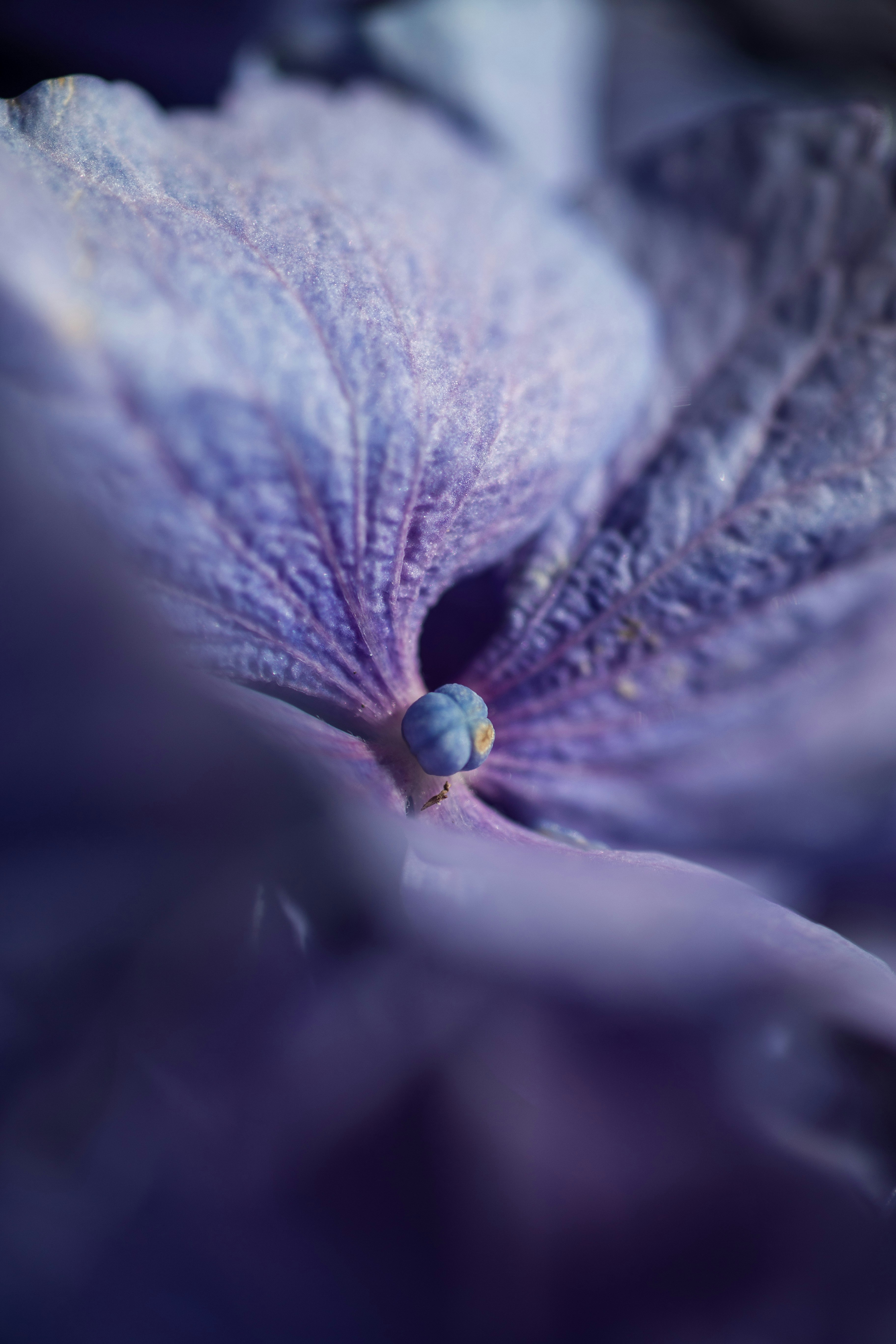 a close up of a purple flower with a blurry background