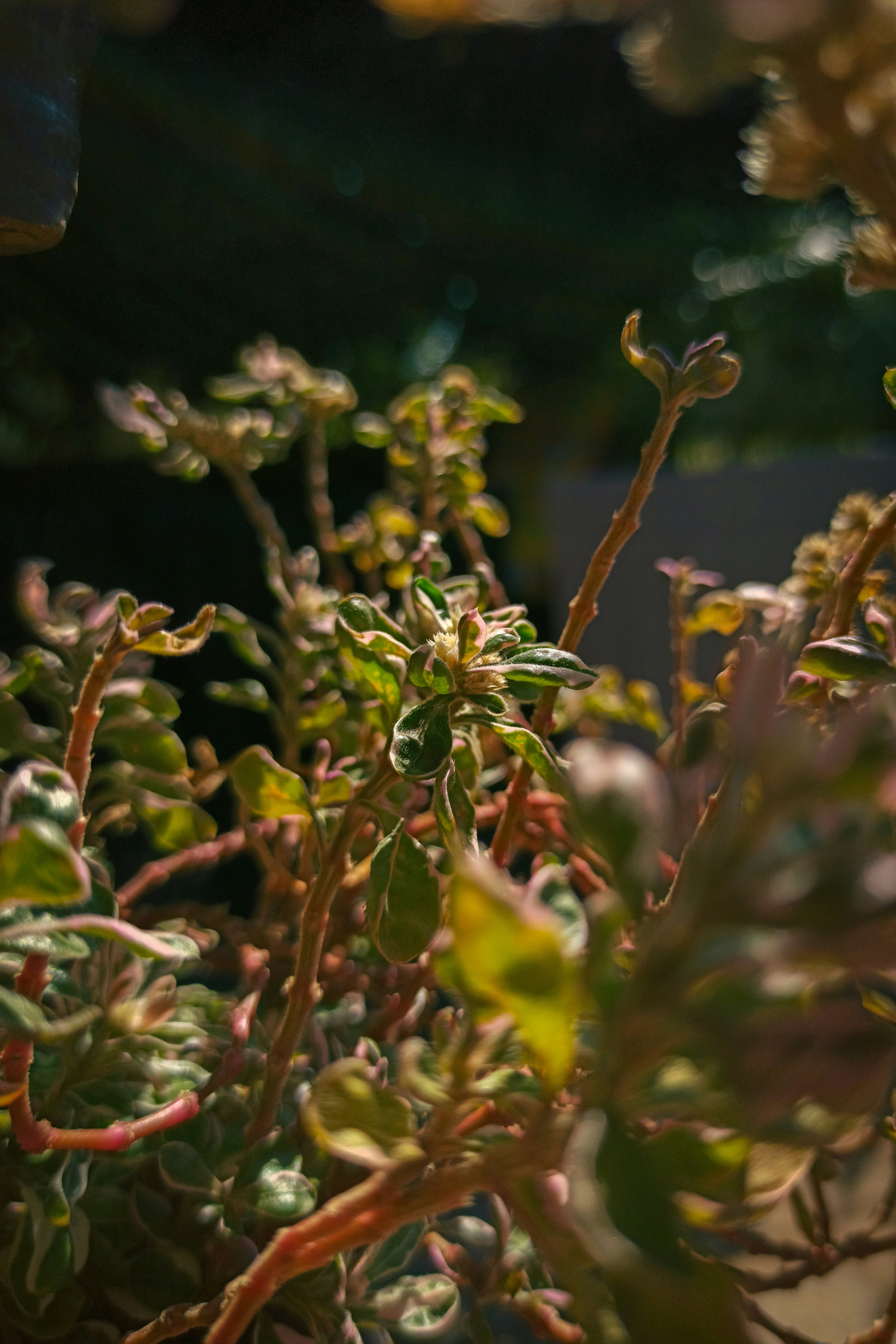 Photo by brunobarzala