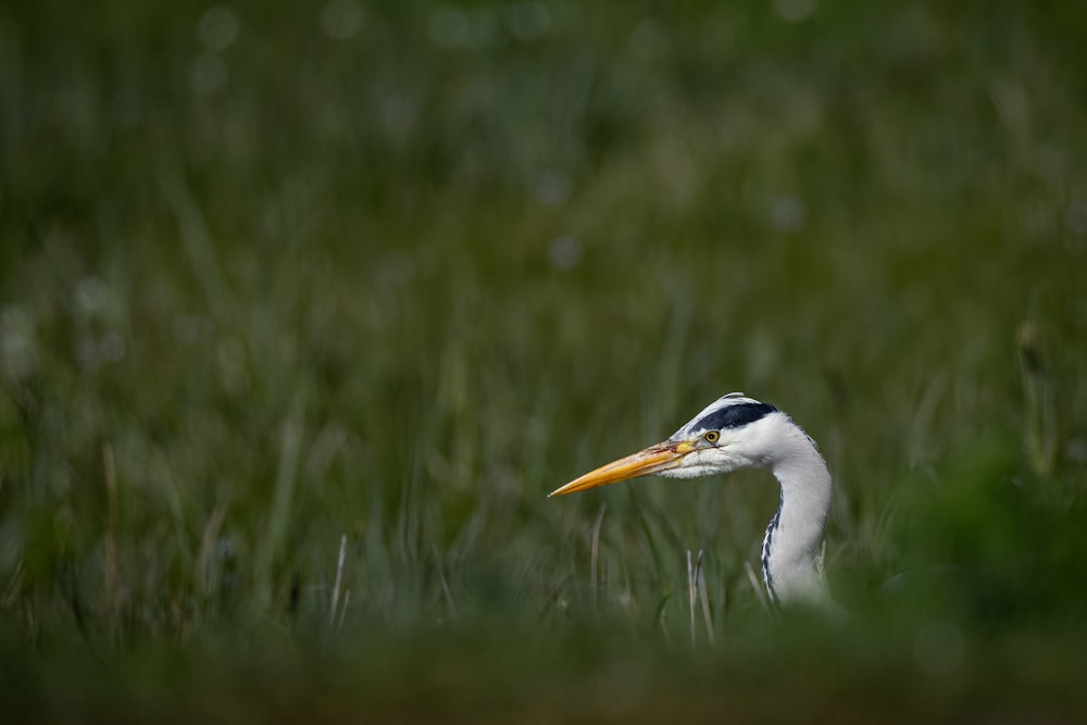a close up of a bird in a field of grass