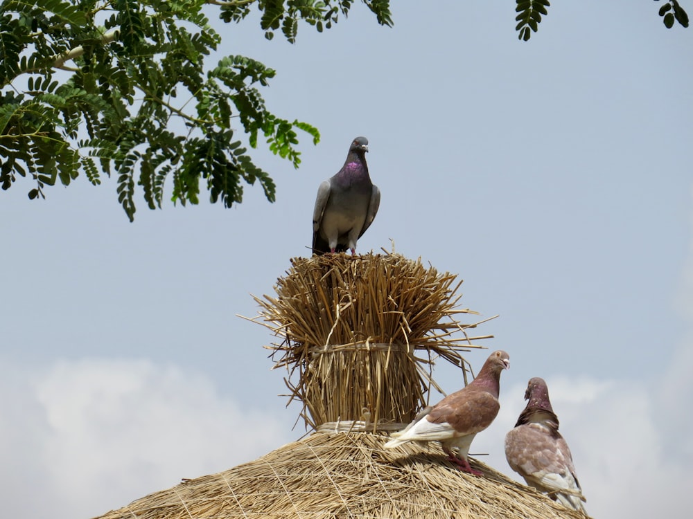 a group of birds sitting on top of a straw covered roof