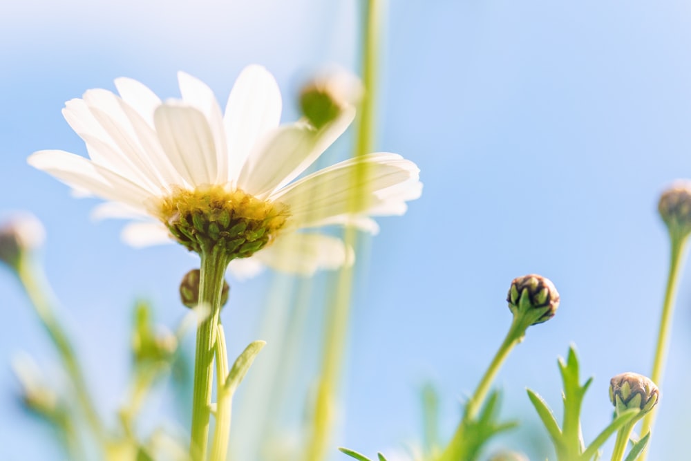 a close up of a white flower with a blue sky in the background