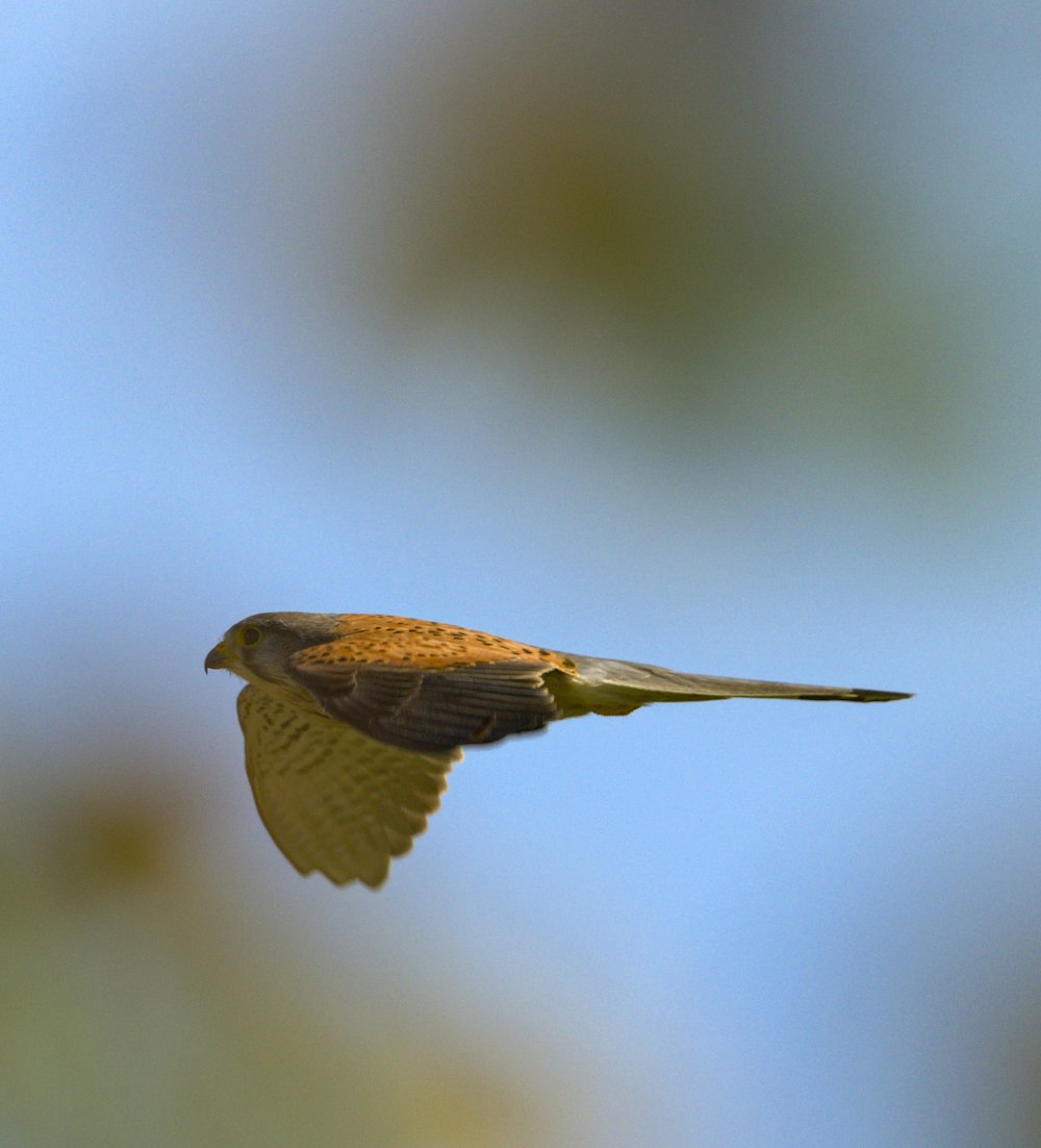 a small bird flying through a blue sky