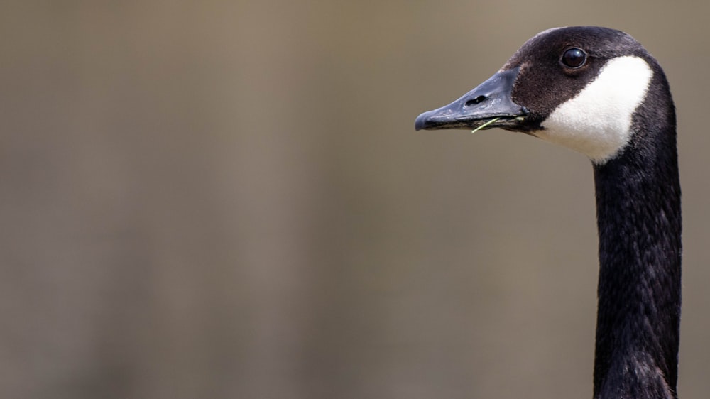 a close up of a duck with a blurry background