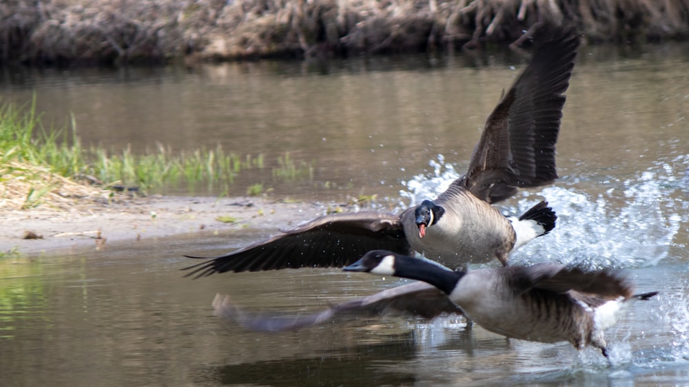 a couple of birds that are in the water