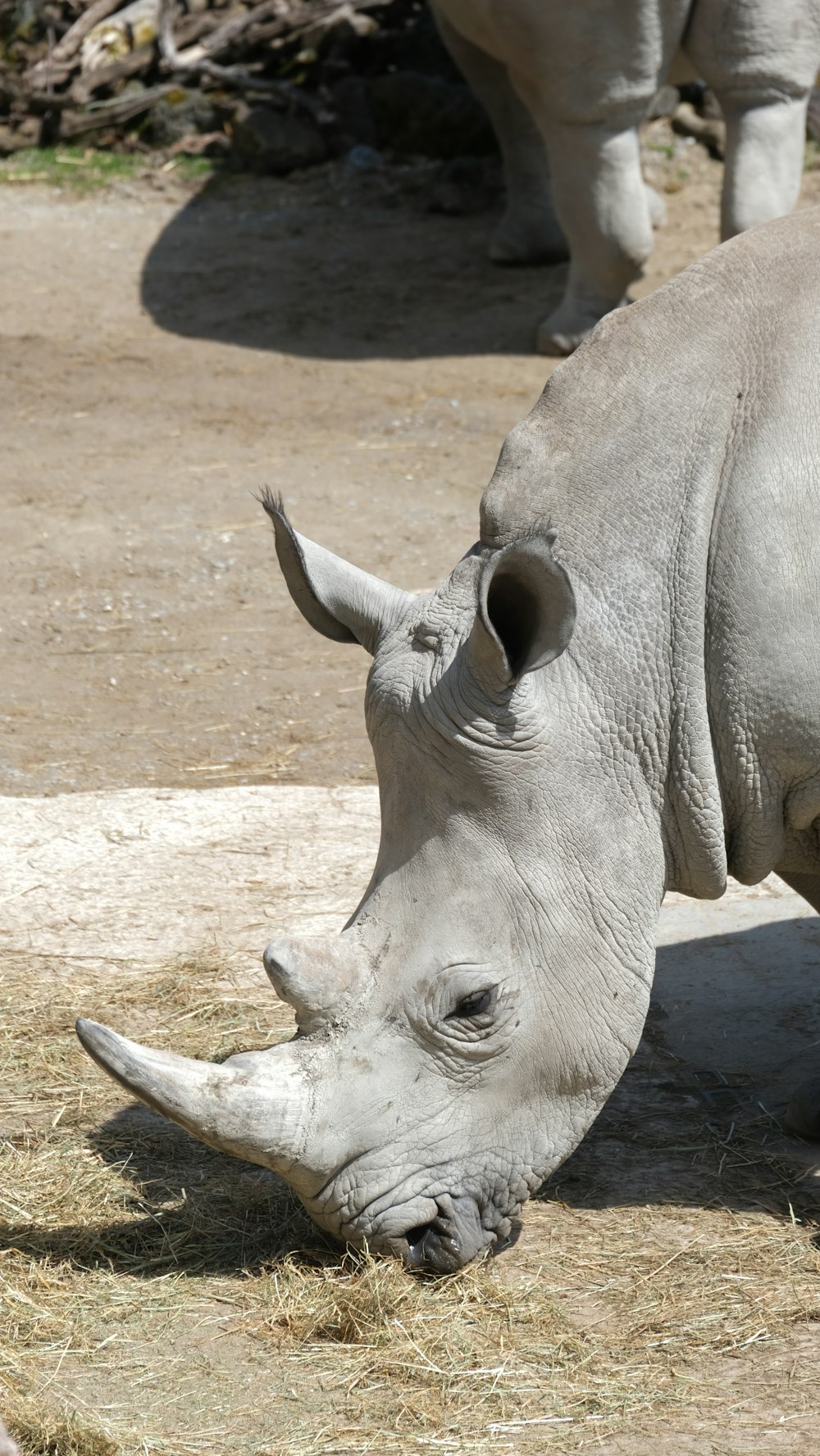 a rhinoceros eating hay in a zoo enclosure