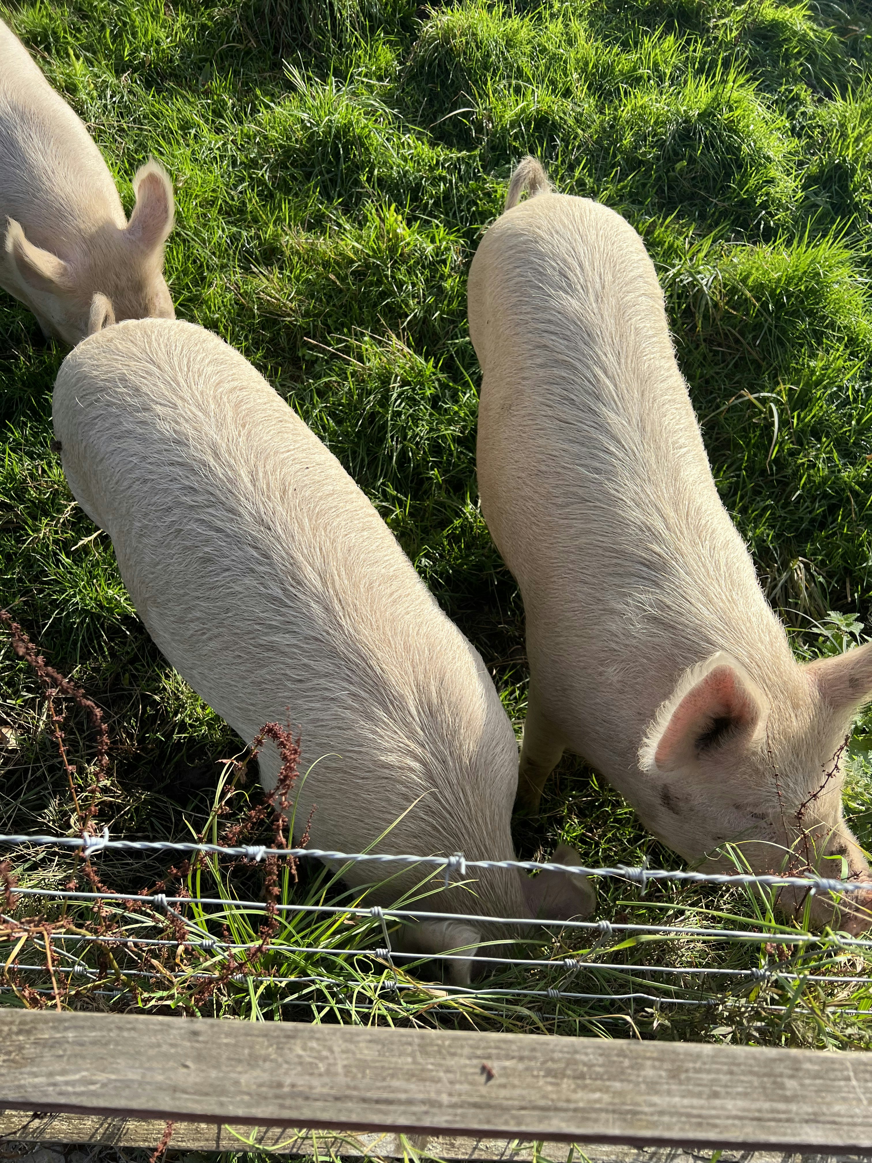 a couple of pigs that are standing in the grass