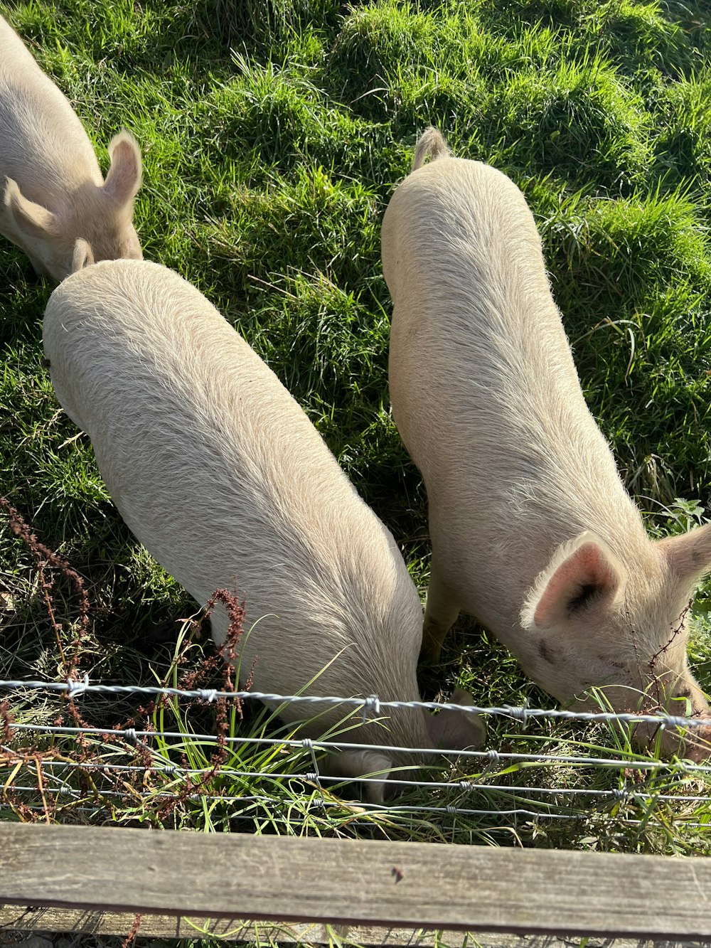 a couple of pigs that are standing in the grass