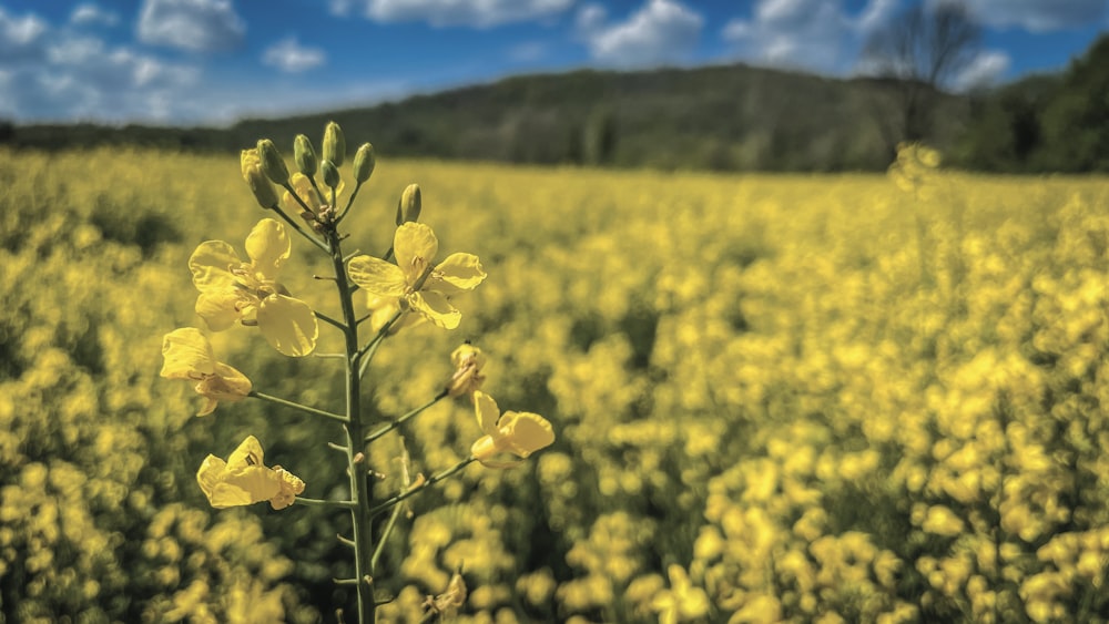 a field full of yellow flowers under a blue sky