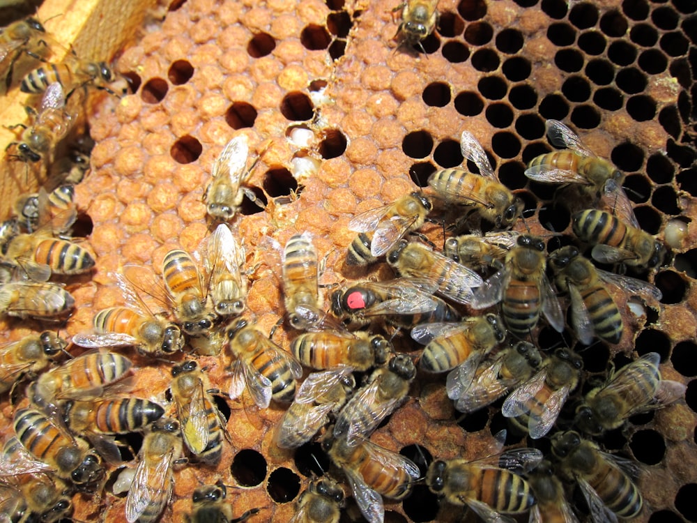 a bunch of bees that are on a honeycomb