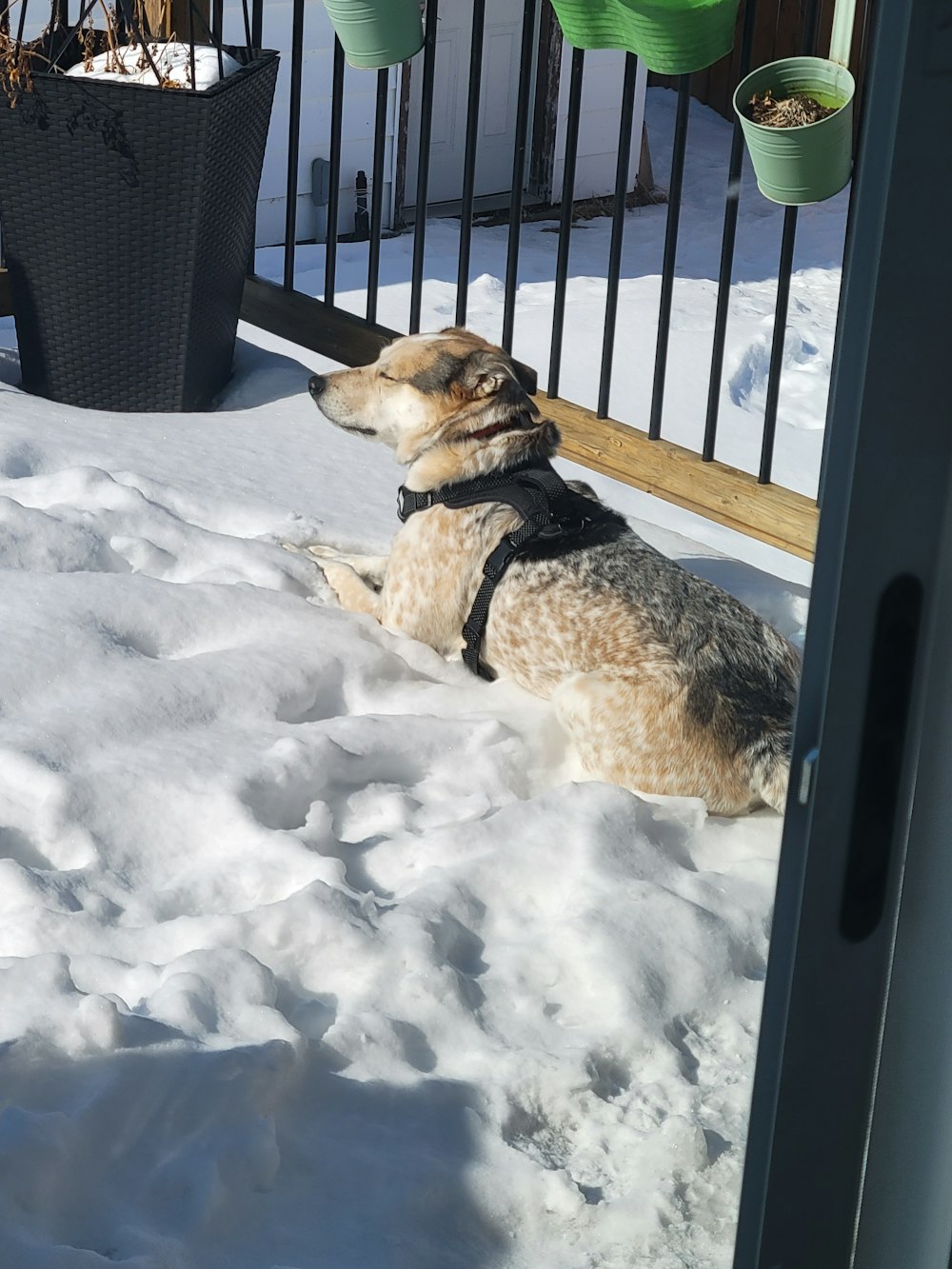 a dog is laying in the snow outside