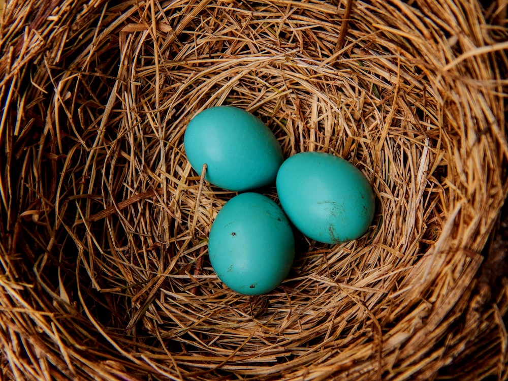 three blue eggs in a nest of straw
