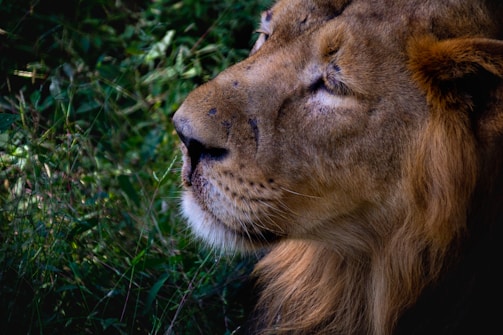 A serene close-up of a lion drinking from a pristine stream surrounded by lush greenery.