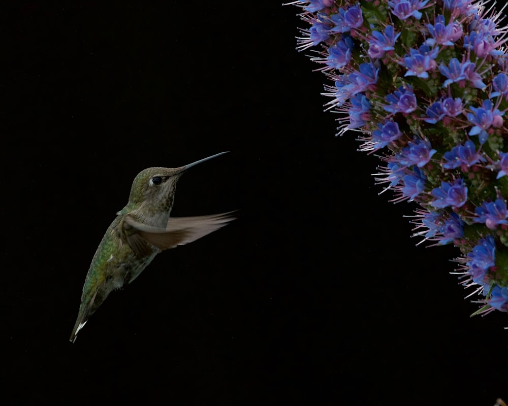 a hummingbird flying towards a purple flower